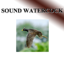 Birds percussion birds-APK