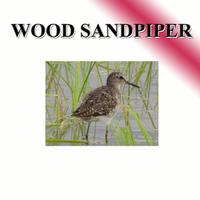 Sound per bird, freshwater lane screenshot 2