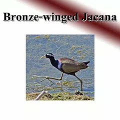 Bird chirps sound to birds.