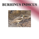 Het geluid van vogels, chipmun-APK