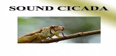 Cicada