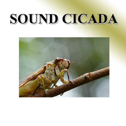 Cicada
