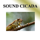 Cicada APK