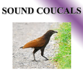Birds percussion bird