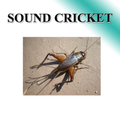 Cricket sound