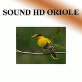 Turtles sound to birds. icon
