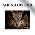 Owl owl sound