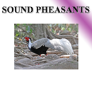 Pheasant phonetically APK