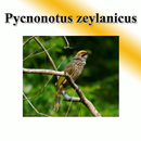 Vogels dwars vogels.-APK