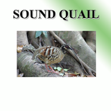Sonido de aves de codorniz icono