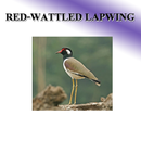 Bird gong klinkt voor vogels-APK