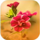 آیکون‌ Beautiful Flowers Wallpapers