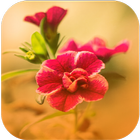 Beautiful Flowers Wallpapers ícone