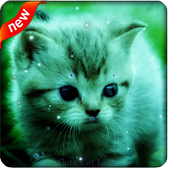 Cute Cat Live Wallpaper icon