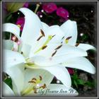 Lily Flower Live Wallpaper आइकन