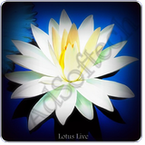 Lotus Live Wallpaper ícone
