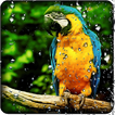 ”Parrot HD Wallpaper Live