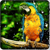 Parrot HD Wallpaper Live icon