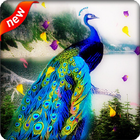 Peacock Live Wallpaper icône