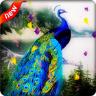 Peacock Live Wallpaper أيقونة