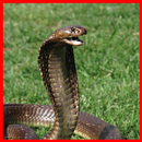 Snake Scare Prank APK