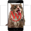 Cat Licks HD Video LWP