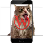 Cat Licks HD Video LWP icône