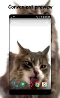 Cat Licks HD Video LWP Affiche