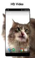 Cat Licks HD Video LWP capture d'écran 1