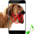 Dog Cleans Screen Wallpaper icône