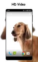 Dog Cleans Screen Wallpaper capture d'écran 1