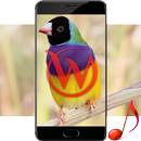 APK Singing Birds Video Wallpaper