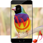 Singing Birds Video Wallpaper biểu tượng