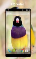 Singing Birds Video Wallpaper ảnh chụp màn hình 1