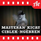 Kicau Ciblek Ngebren Master icône