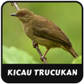 Trucukan Master Kicau