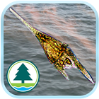 紅潮資訊網絡 red tide info network icon