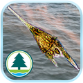 紅潮資訊網絡 red tide info network