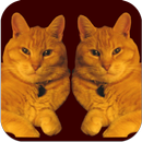 Kitty Match APK