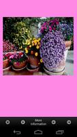 Flower Garden Plants Ideas 스크린샷 2