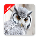 Best Owl Wallpapers HD 2018