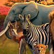 ”african animal wallpapers