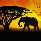 African Sunset Live Wallpaper icône