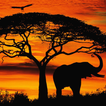 african sunset live wallpaper