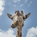 Funny Kenya Pictures