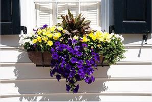 Window Box Planter Ideas poster