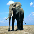 Aftican Elephant LiveWallpaper-icoon