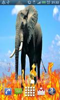 Aftican Elephant LiveWallpaper Affiche