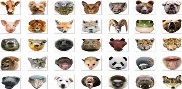 Animal Face Sticker Photo