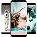 New Siberian Husky Wallpaper APK